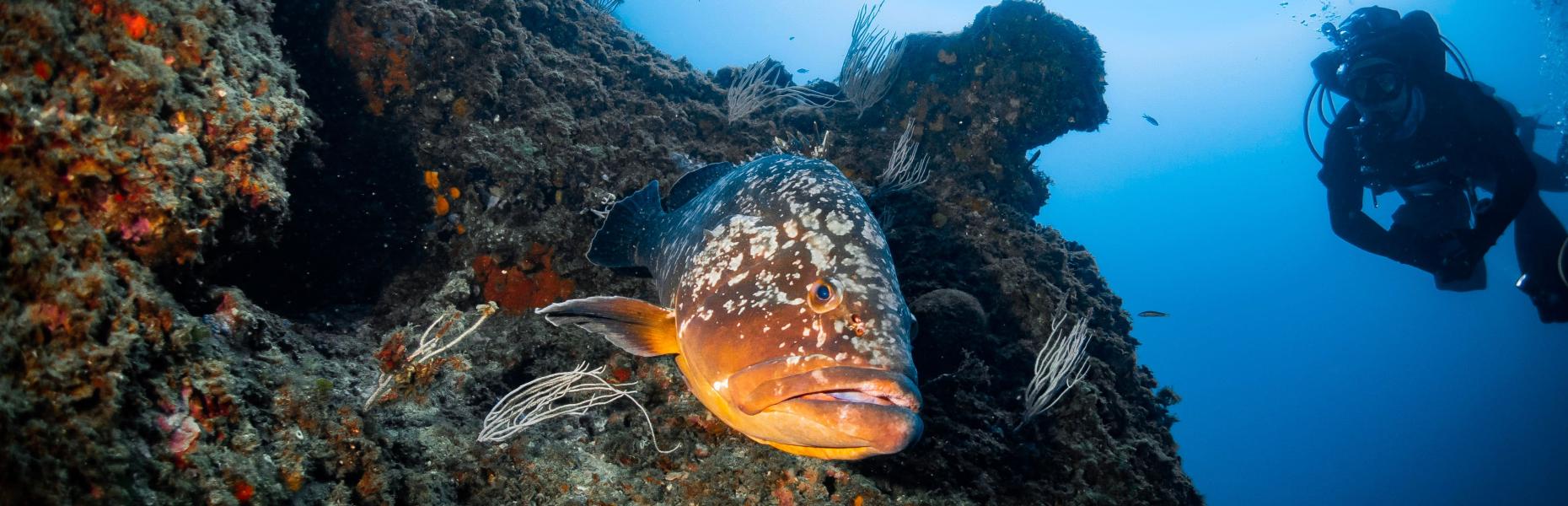 Submarinisme a Tossa de mar