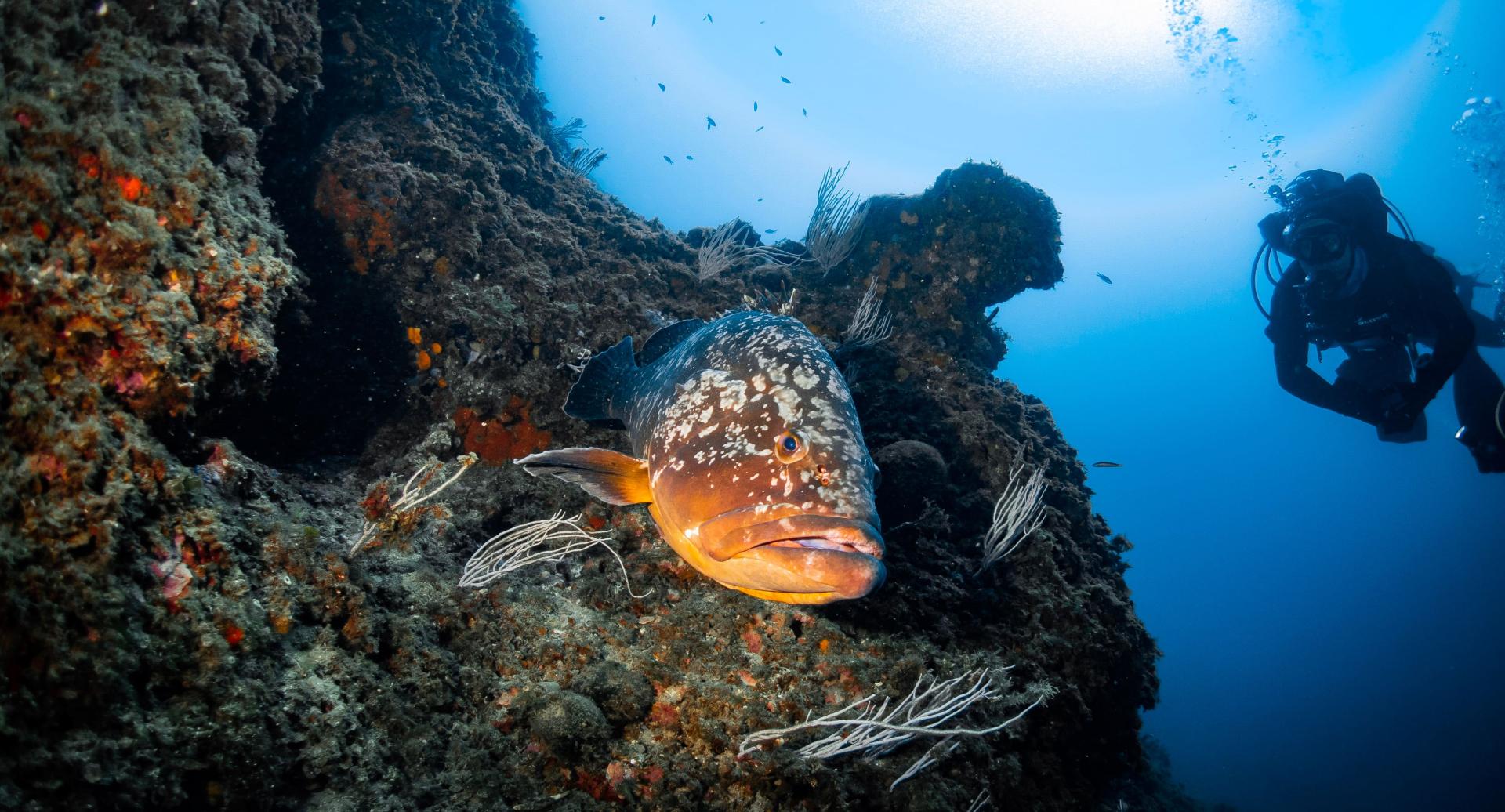 Scuba diving in Tossa de Mar