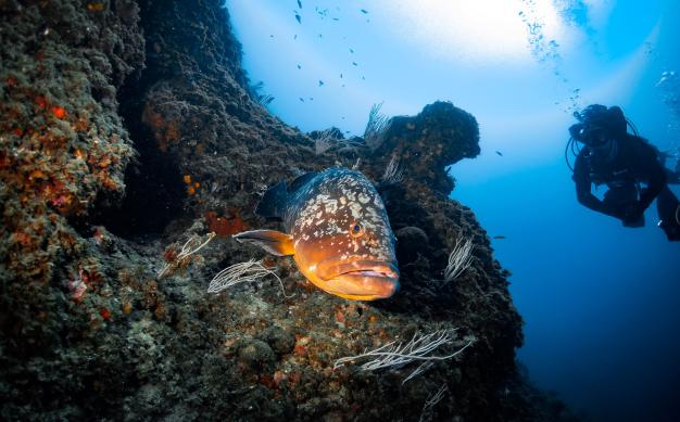 Scuba diving in Tossa de Mar